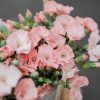 Schnittblumen Schweiz - Introduction - Spray Carnation Cas