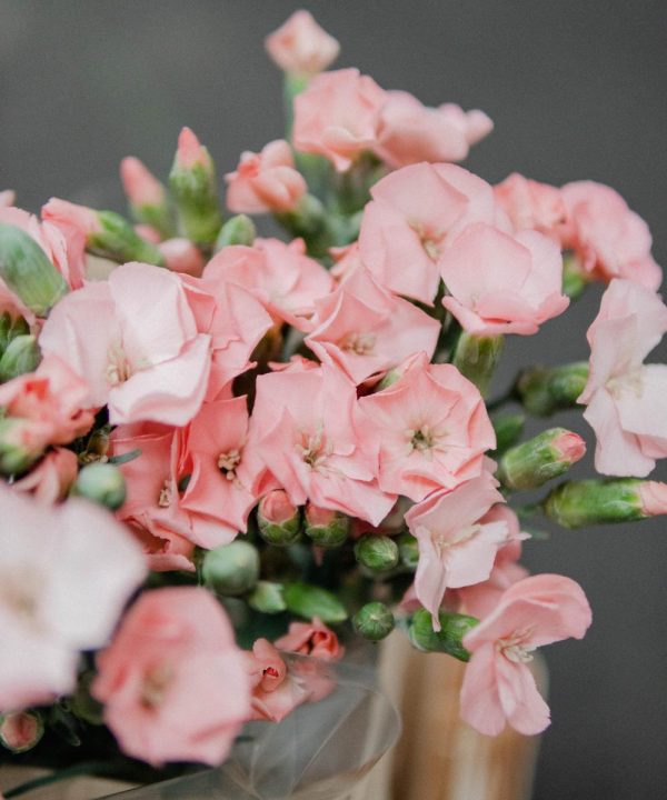 Schnittblumen Schweiz - Introduction - Spray Carnation Cas