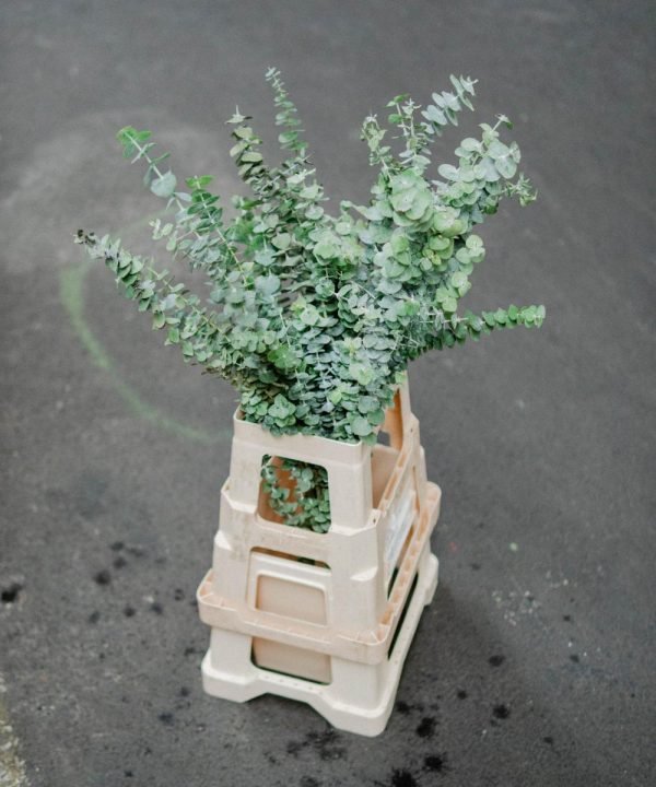 Schnittblumen Schweiz - Introduction Eucalyptus