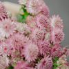 Schnittblumen Schweiz - Introduction - Astrantia Rosa