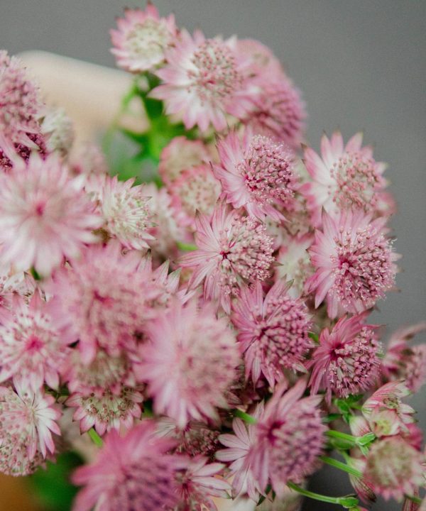 Schnittblumen Schweiz - Introduction - Astrantia Rosa
