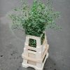 Schnittblumen Schweiz - Introduction Eucalyptus