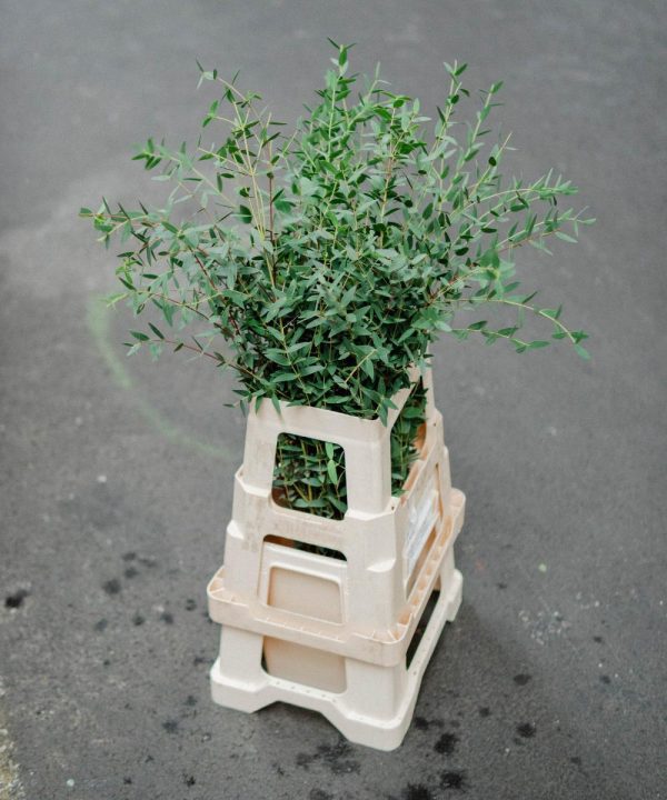 Schnittblumen Schweiz - Introduction Eucalyptus