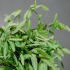 Schnittblumen Schweiz - Introduction - Chasmanthium
