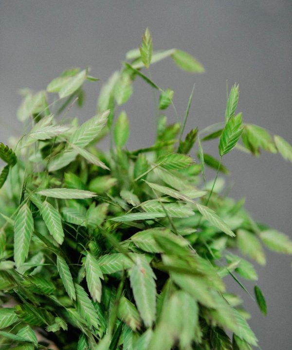 Schnittblumen Schweiz - Introduction - Chasmanthium