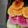 Schnittblumen Schweiz - Introduction - Germini Special
