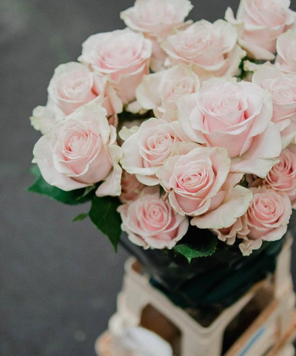 Schnittblumen Schweiz - Introduction -Rose Ecuador Pink Mondial