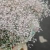 Schnittblumen Schweiz - Introduction - Gyps Rosa Painted