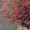 Schnittblumen Schweiz - Introduction - Limonium Scarlett Diamond