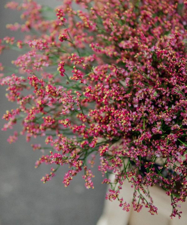 Schnittblumen Schweiz - Introduction - Limonium Scarlett Diamond